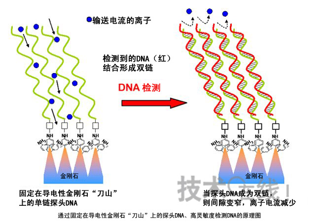 日本產(chǎn)綜研開發(fā)出利用導(dǎo)電性金剛石的DNA檢測(cè)技術(shù) 