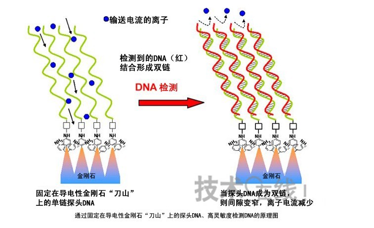 日本產(chǎn)綜研開發(fā)出利用導(dǎo)電性金剛石的DNA檢測技術(shù) 
