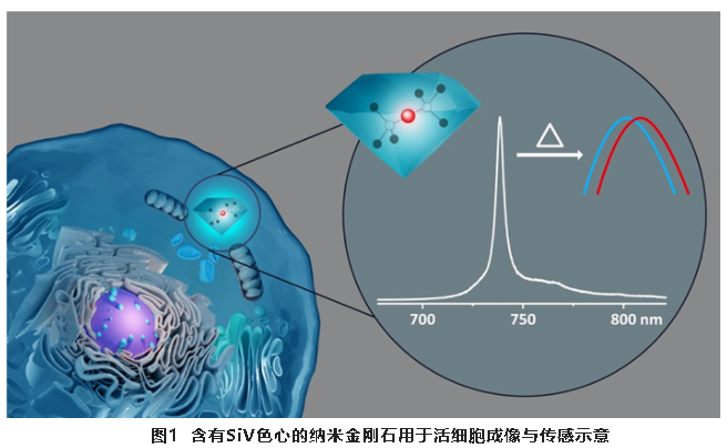 北京量子院在納米金剛石生物量子傳感研究中取得新進展